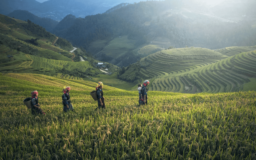 Dari Tumpang Sari ke Keberlanjutan: Analisis Sosioekonomi Agroforestri di Indonesia